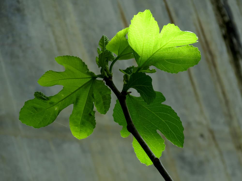 Fig leaves benefits diabof etes