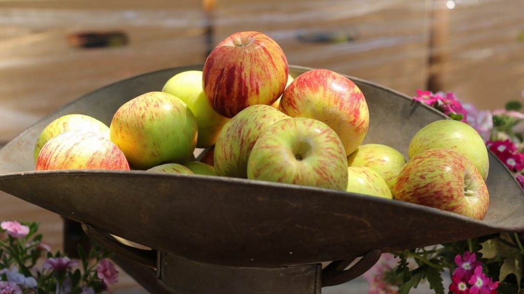 How to grow gravenstein apple trees