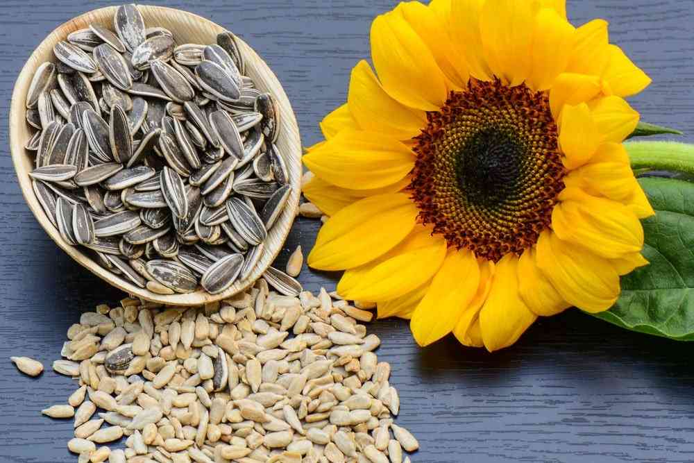 Sunflower seeds benefits for hair