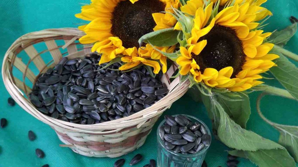 Sunflower seeds benefits for female hormones