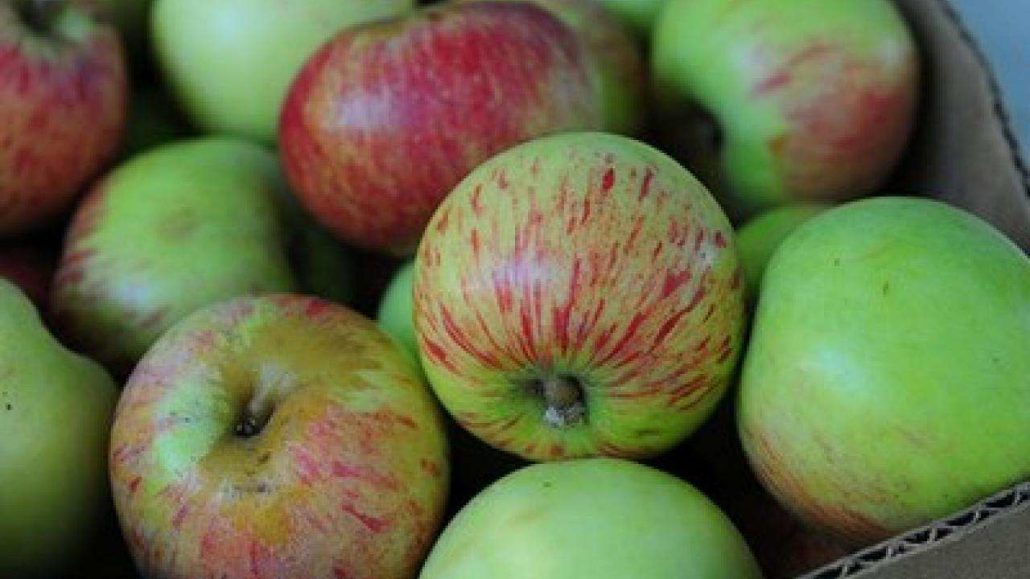How to prune a gravenstein apple tree