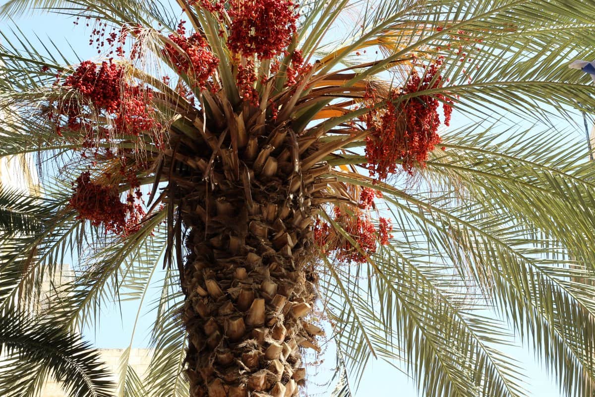 Medjool Date Palm Growing Zone