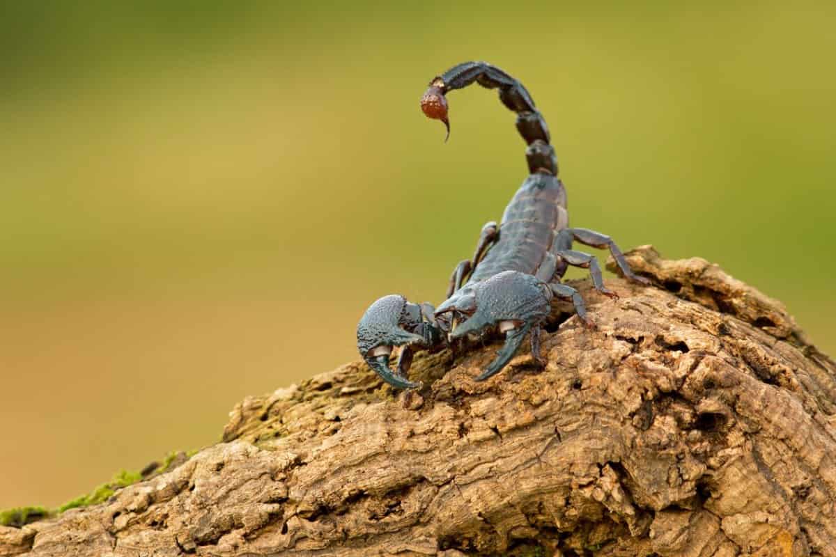 An introduction to the reproduction of scorpions
