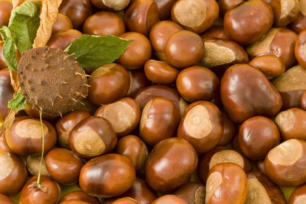 Hazelnut vs walnut