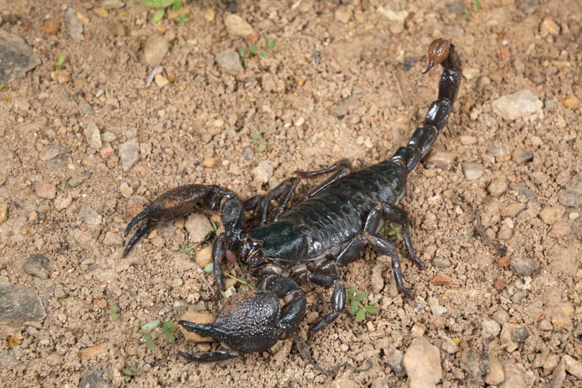 Black Scorpion Poison Distribution Market