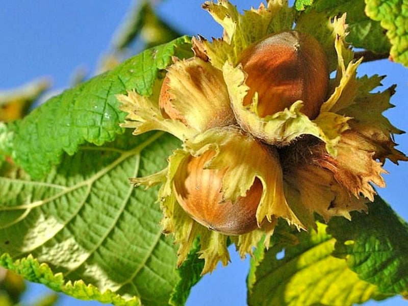 Growing hazelnuts from seed