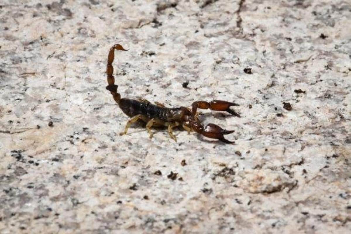 Scorpion Venom And How It Is Poisonous