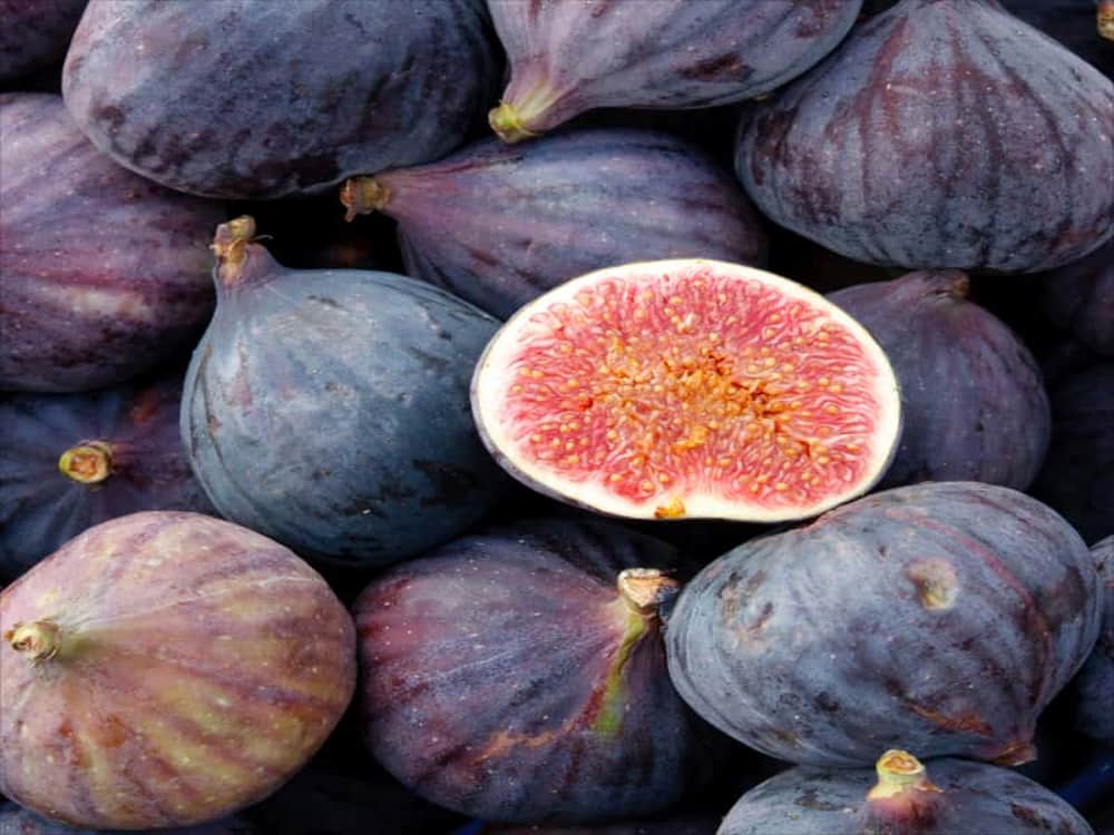 Largest fig variety