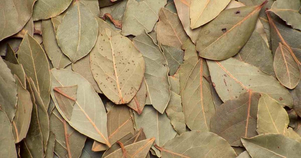 dried fig leaves use