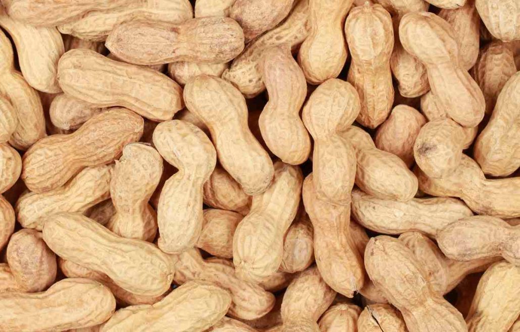 meaning of groundnut