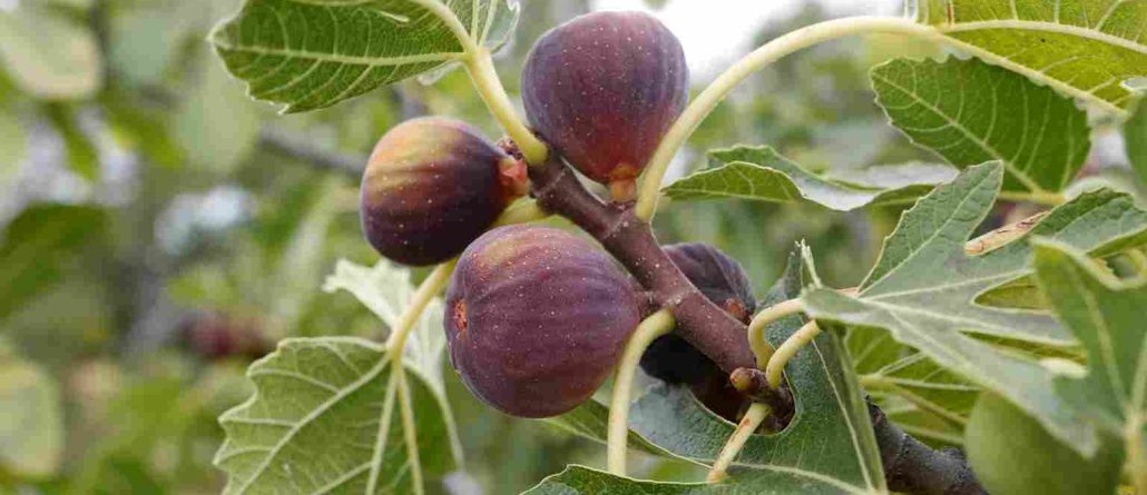 Fig tree milk benefits