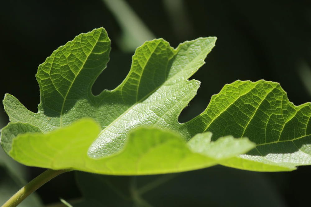 What is fig leaf tea good for health?