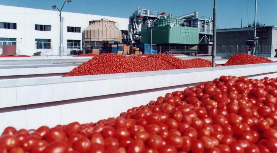 Tomato paste manufacturers in usa