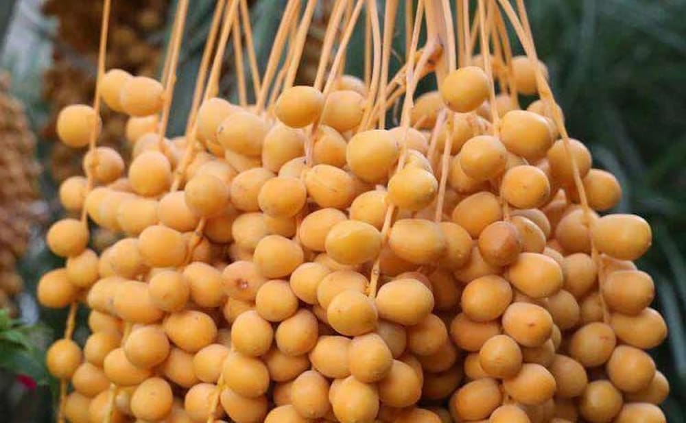 yellow barhi dates