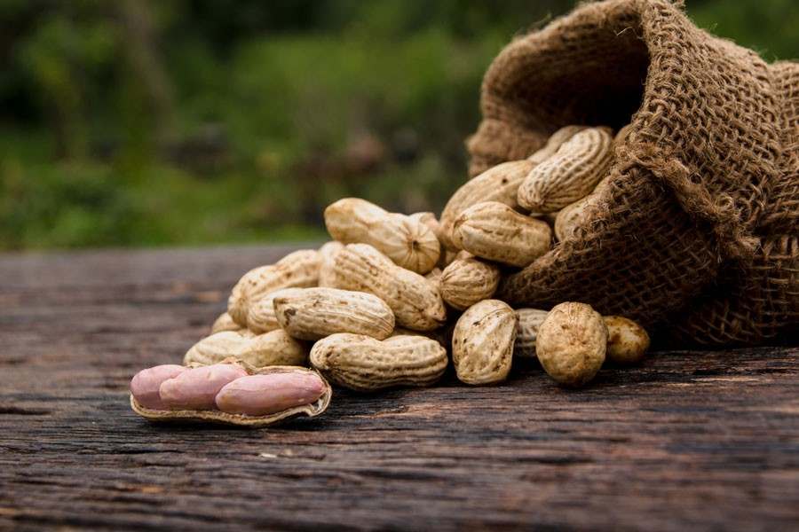 effect of groundnut on man