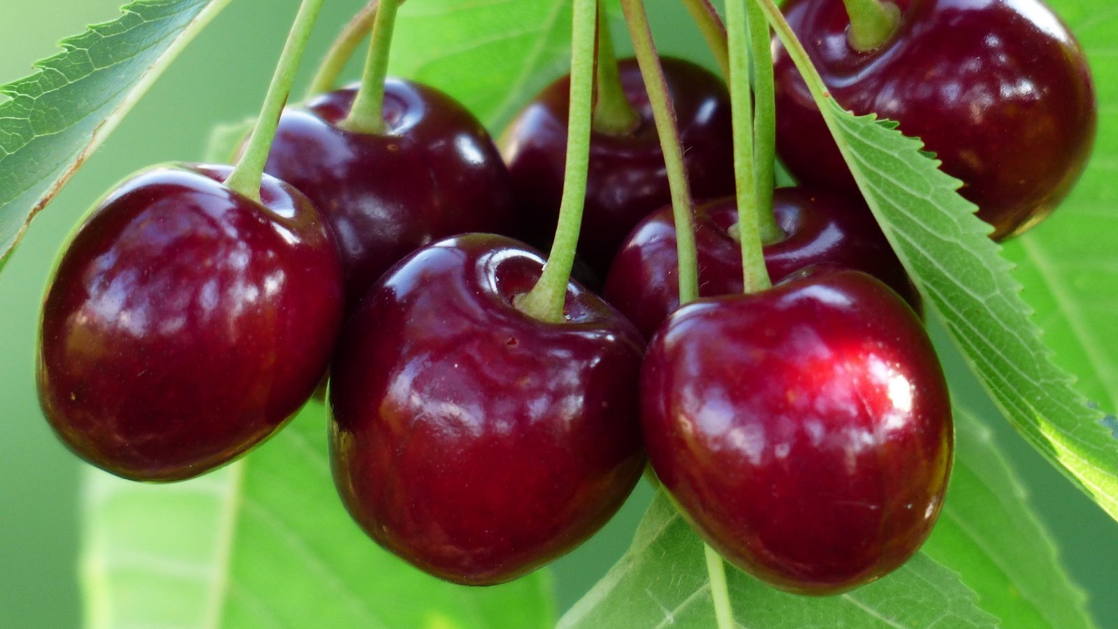 Benefits of cherries for hair