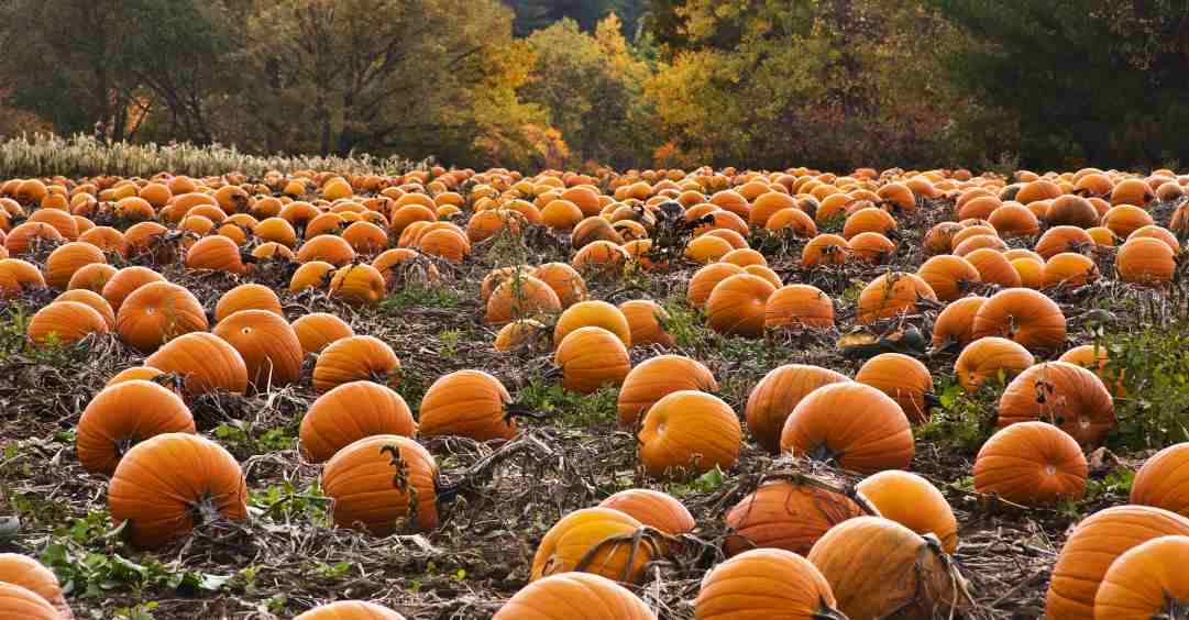 bishops pumpkin farm