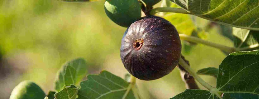 Figs benefits for female
