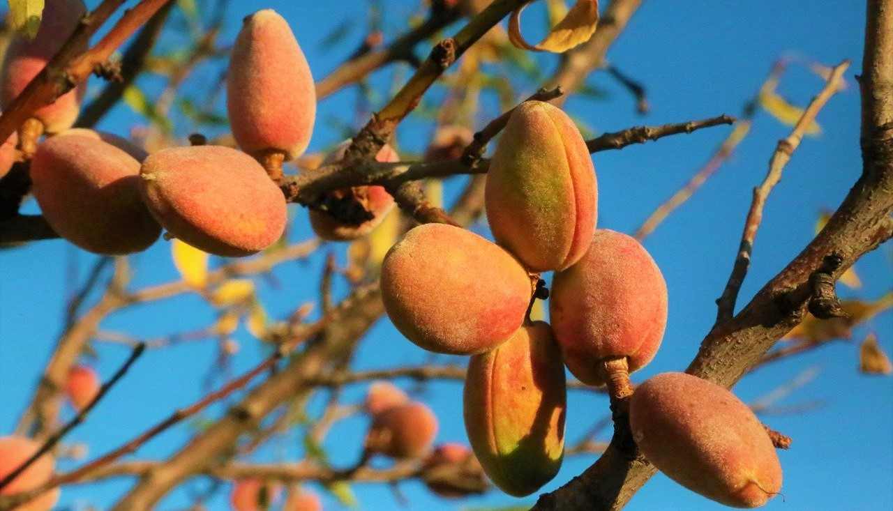 california almond growers list