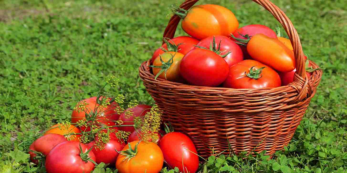 Tomato nutrition data self