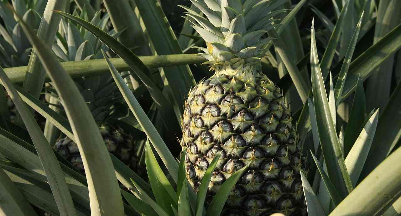 How to Plant Pineapple
