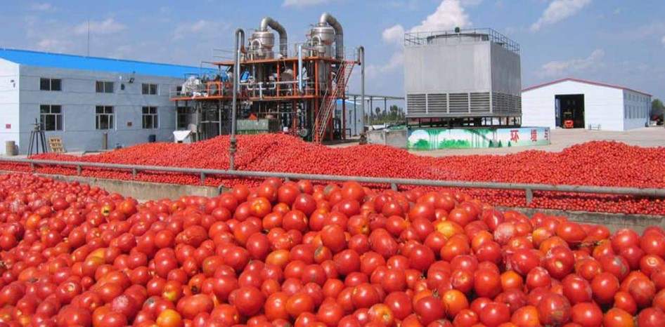How is tomato paste made