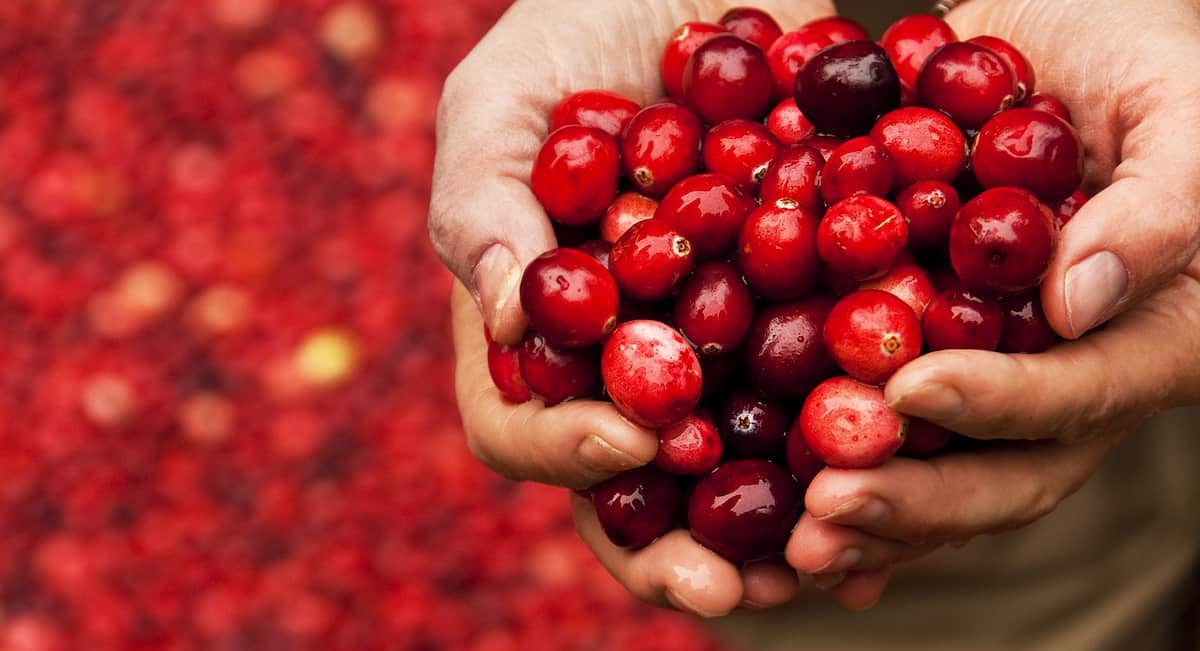 Cranberry Fruit Concentrate Benefits