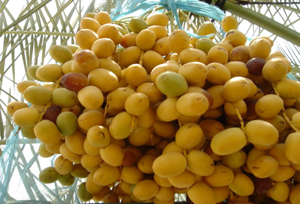 fresh barhi dates