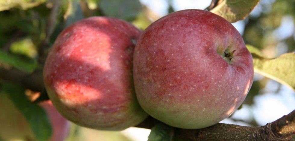 Are pink lady apples genetically modified