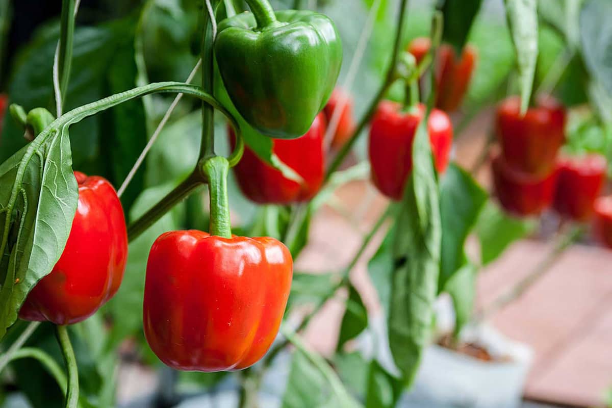 do bell pepper plants regrow