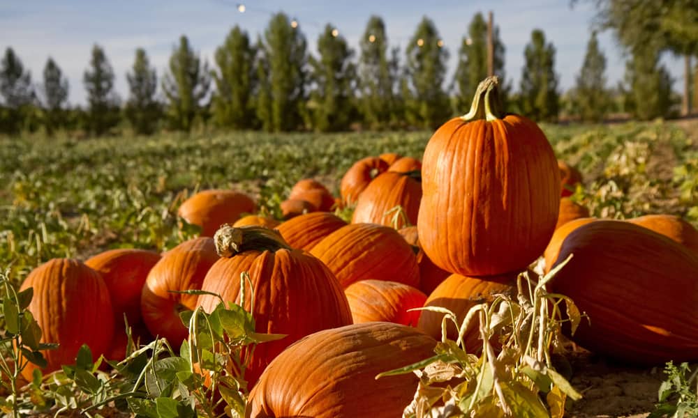 Pumpkin Picking Time of Year