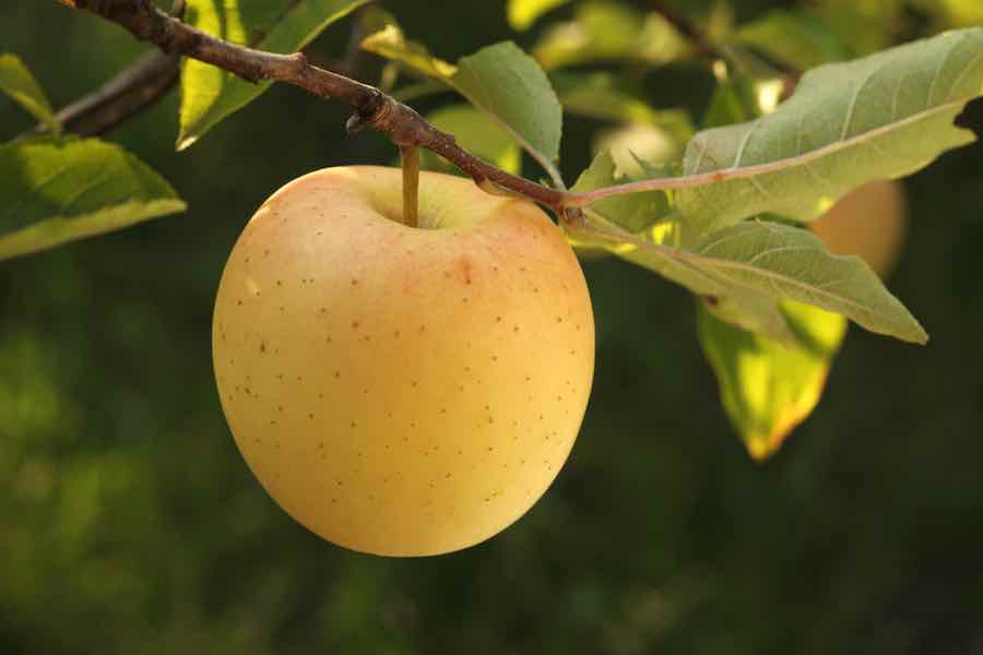 Dwarf golden Dorsett apple tree