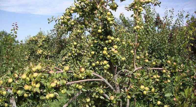 How big do granny smith apple trees get