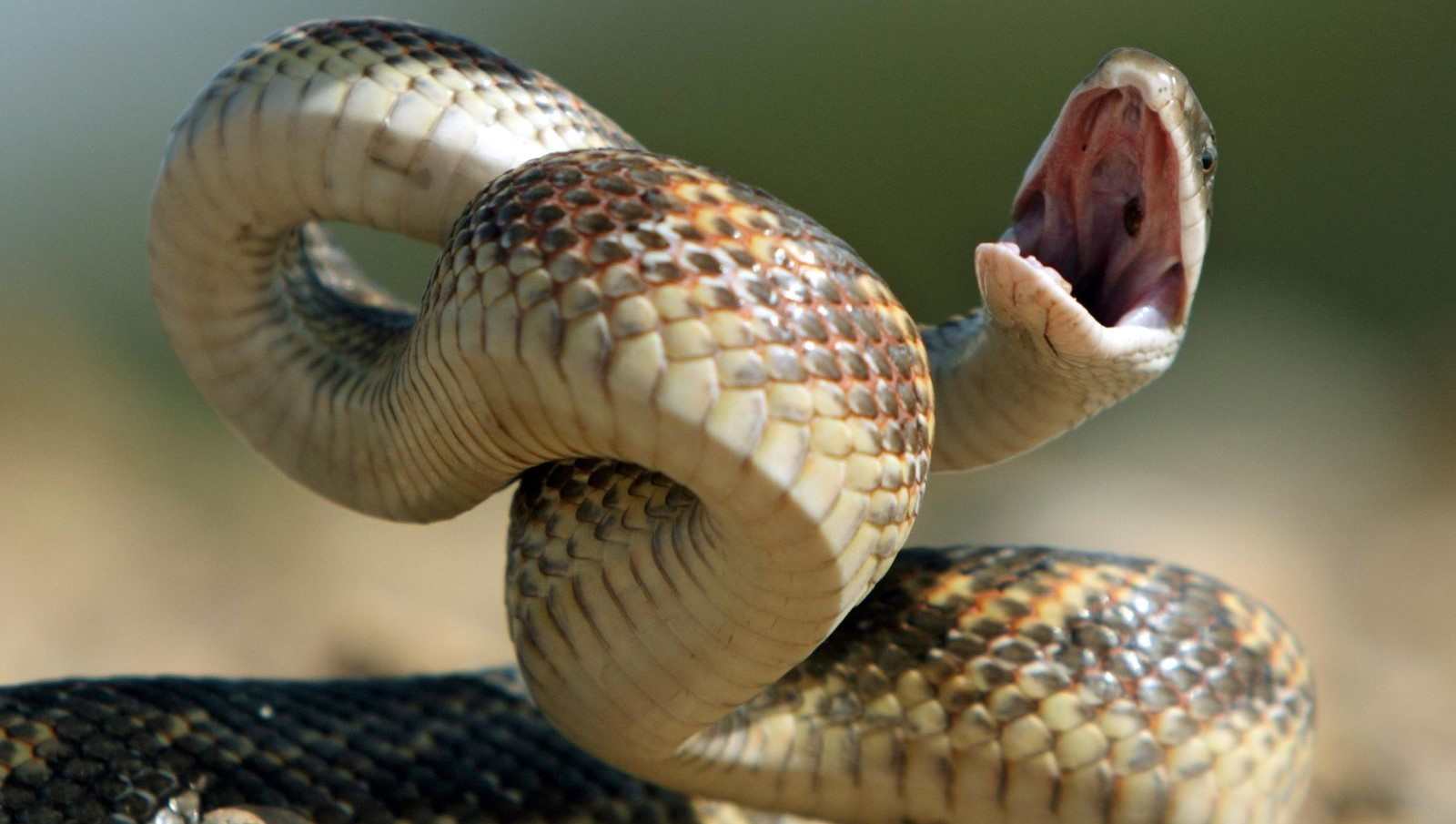 How does Snake Venom kill you