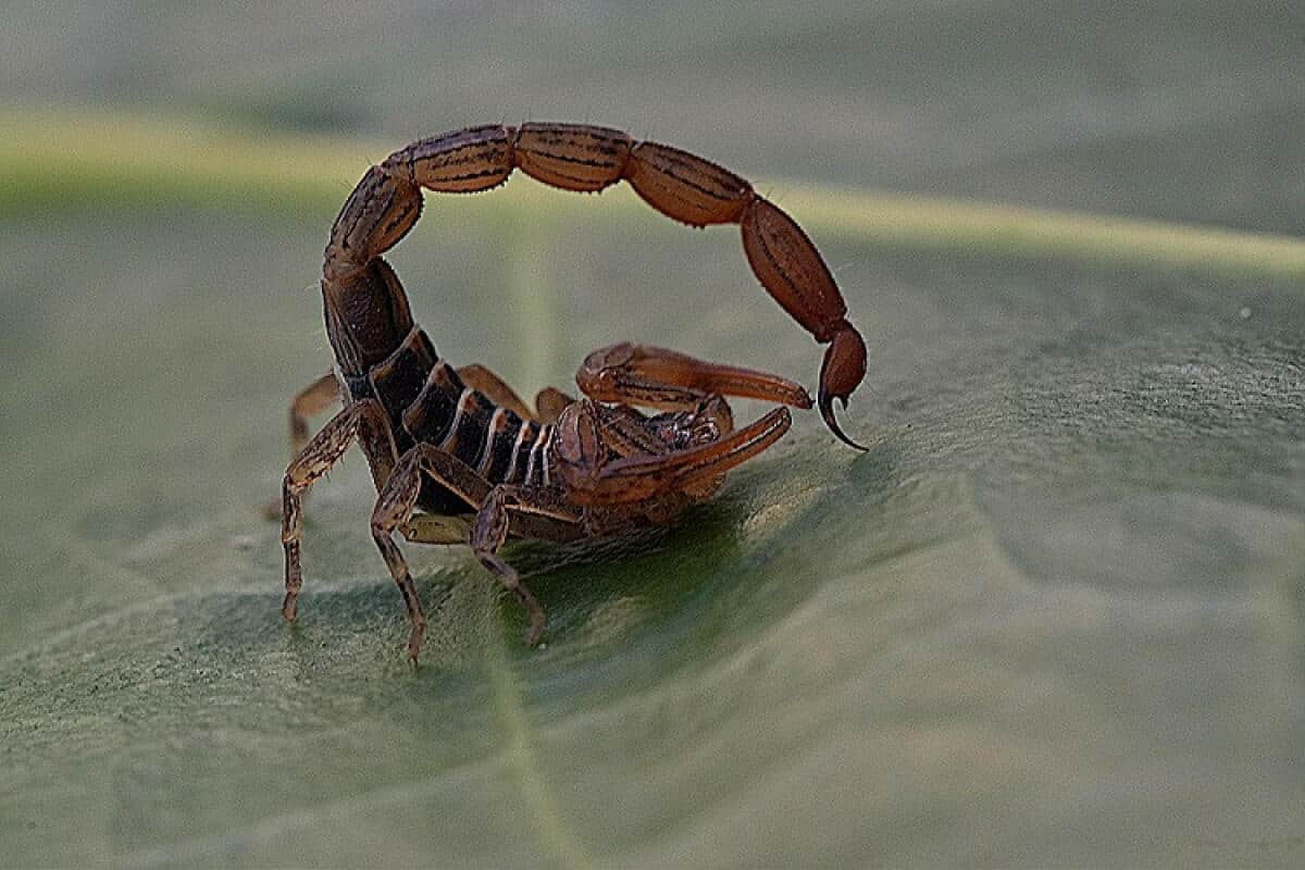 Scorpion In The Pronymp Stage