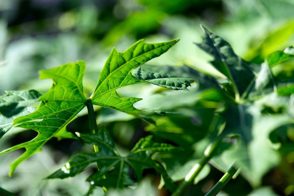 How to make fig leaf tea for diabetics