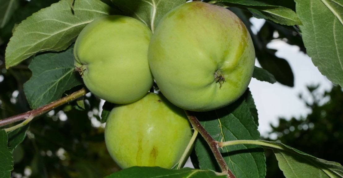 Granny smith apple trees self-pollinating