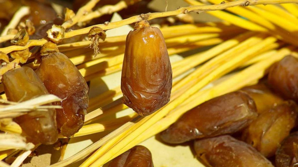 Date palm fruit development stages