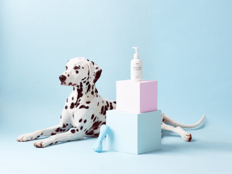 yeast shampoo for dogs