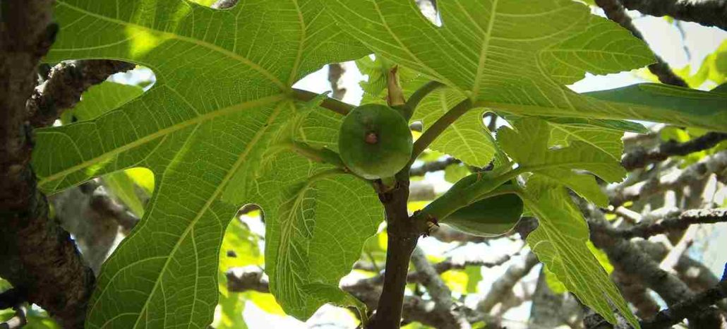Fig leaf tea side effects