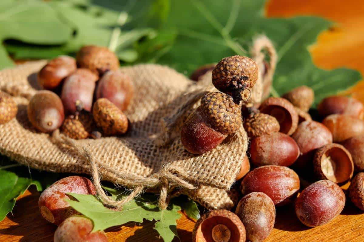 dried acorn caps
