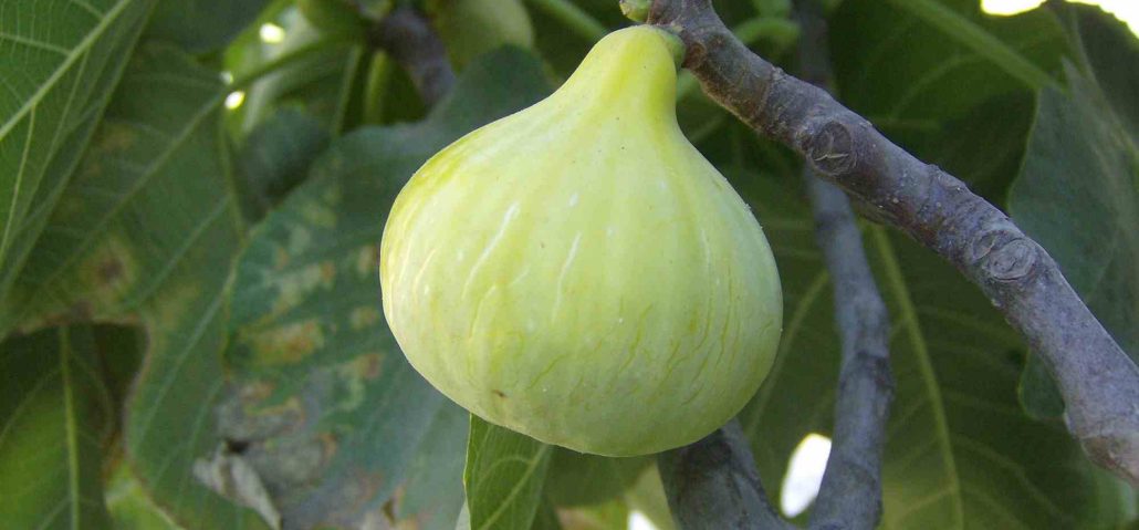 figs milky sap
