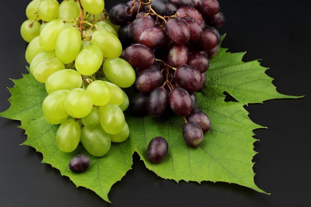 black grapes benefits for weight loss