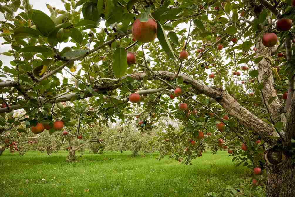 Where to buy pazazz apple trees