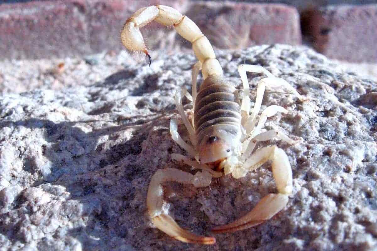 Some uses of scorpion venom