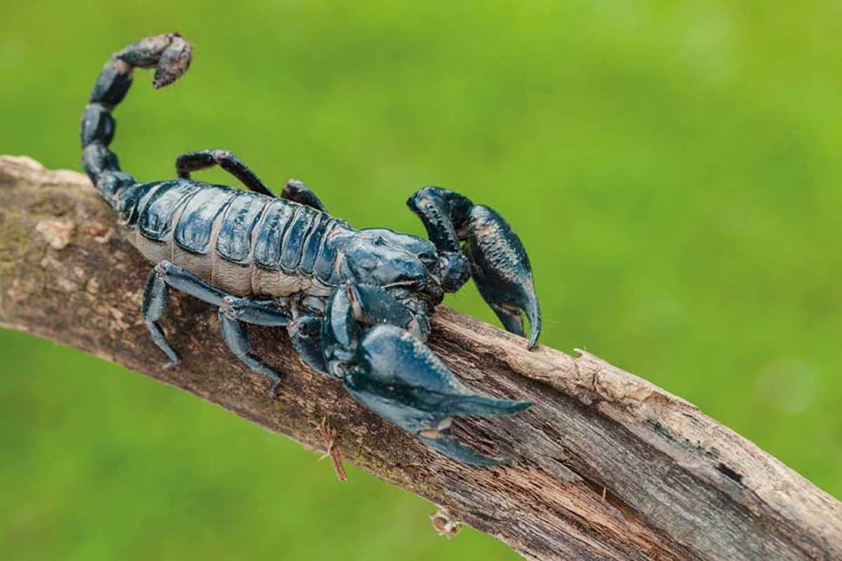 The First Method, Electric Shock For Scorpions