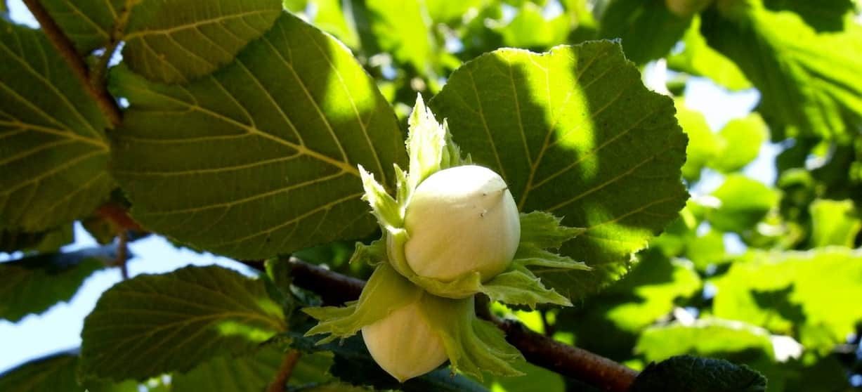 What does a hazelnut tree look like