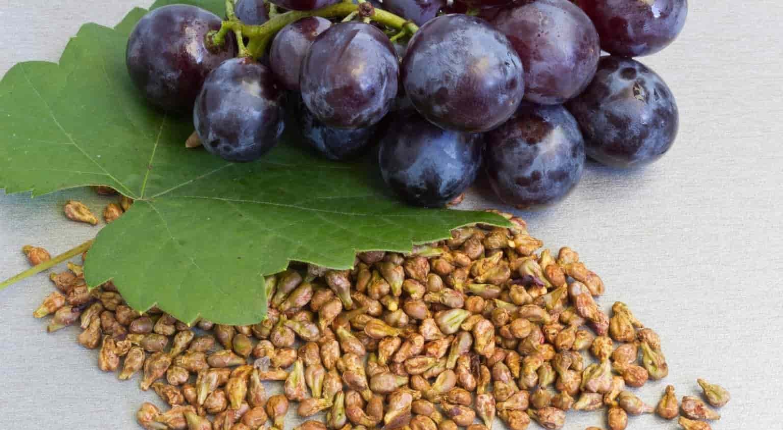 What is Grape Seed Extract