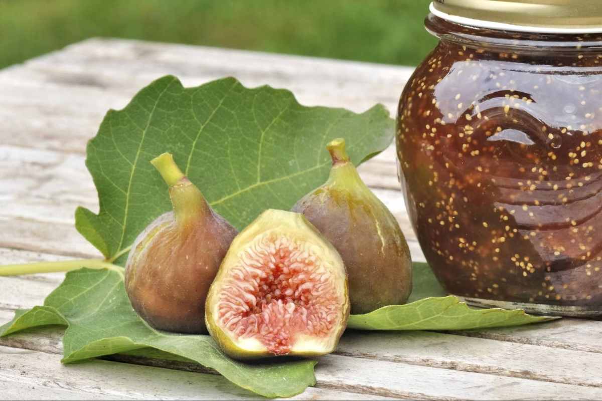 Fig extract for skin