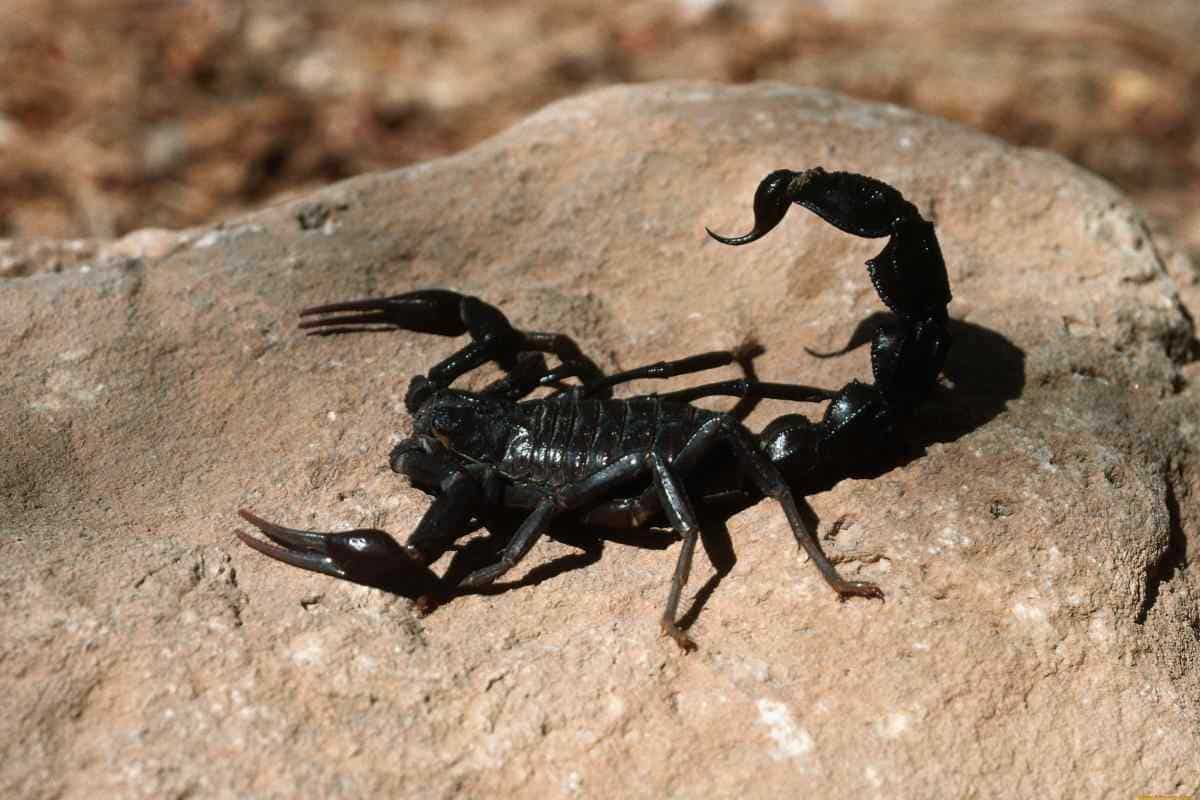 The most obvious feature of Guardium scorpion venom